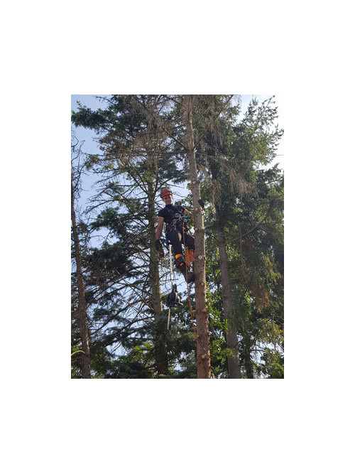 Baumfällung mit Seilklettertechnik