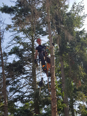 Baumfällung mit Seilklettertechnik