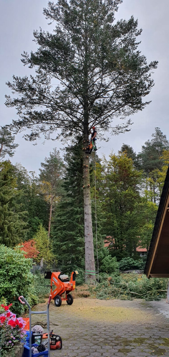 Baumfällung mit Seilklettertechnik