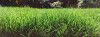 Bild: Garten & Landschaftsbau Alexander Anders