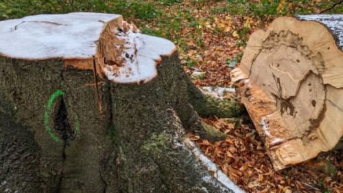 Baum Fällungen