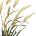 Logo Gartengestaltung Matthias Dalichow