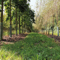 Georg Helmer Garten- und Landschaftsbau UG (haftungsbeschränkt)