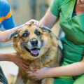 Gisela Grundstedt Hundepension Adolf