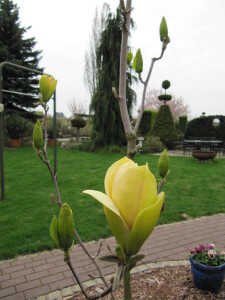 Magnolien07