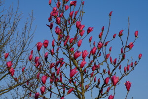 Magnolien