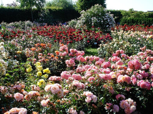Rosengarten