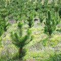 Gräfl. Leutrum von Ertingen'sche Verwaltung Schloßgut Laupheim