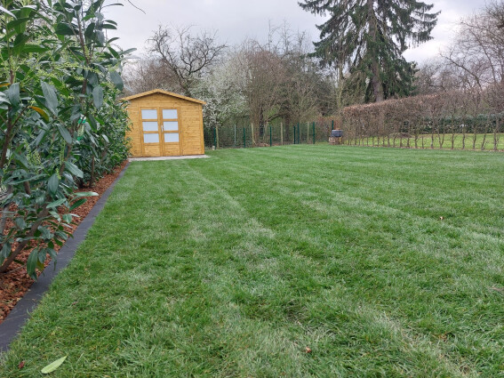 Rollrasen verlegen im Frühling inkl. Heckenpflanzung