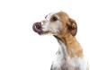 Bild: Hannah & die Hunde