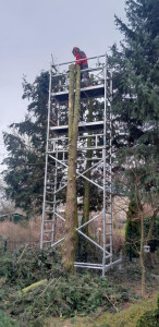 Baumabtragung