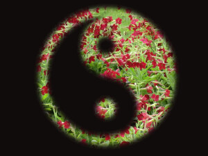 yin-yang-tcm.jpg