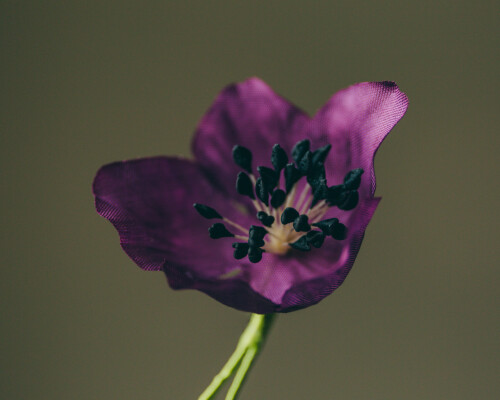 Boutonniére - die Knopflochblume für den eleganten Herrn. Eine hohe Kunst mit langer Tra­dition seit 185 Jahren. Nicht schlecht staunte auch un­ser Foto­graf - und zögerte keinen Mo­ment mit dem Ein­satz seines Makro-Objektivs. Sehen Sie selbst: https://w