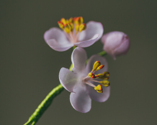 Neu in unserem Sortiment feiner Herren-Accessoires: handgefertigte Knopflochblumen (Boutonniéres) aus dem sächsischen Sebnitz. Tradition seit 1834. Exklusiv bei uns erhältlich: Sakura - die japanische Kirschblüte.