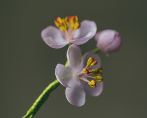 Neu in unserem Sortiment feiner Herren-Accessoires: handgefertigte Knopflochblumen (Boutonniéres) aus dem sächsischen Sebnitz. Tradition seit 1834. Exklusiv bei uns erhältlich: Sakura - die japanische Kirschblüte.