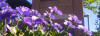 Bild: Hildegard Sparr Blumen und Gartenbau