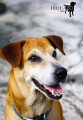 Hiquaso - Hundefutter