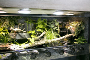 Aqua-Terrarium für Krokodilschwanzechsen