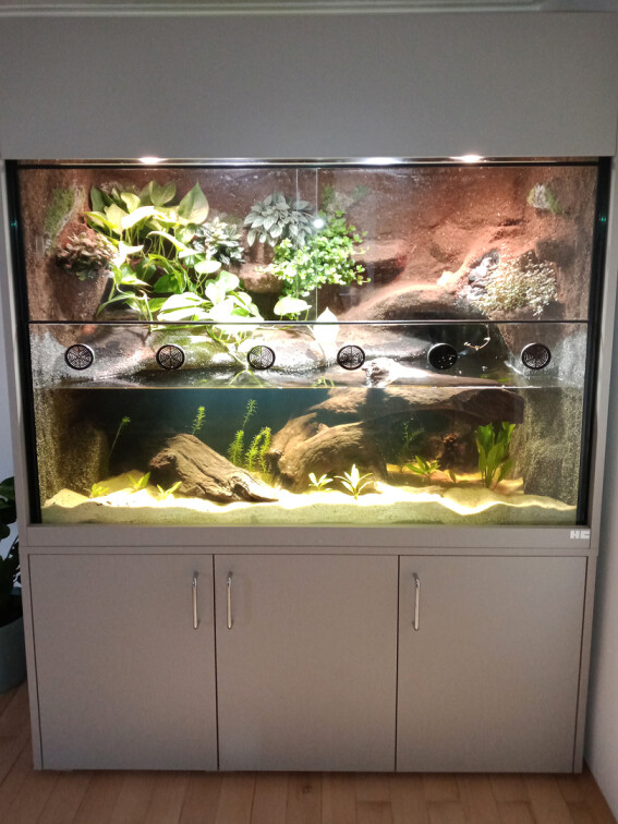Aquaterrarium für eine Moschusschildkröte