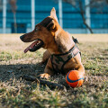 Hund in Bewegung Hundeausführservice und Verhaltenstherapie für Hunde Inga Kudell