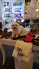 Bild: Hunde & Katzensalon Black & White Dogs Coiffeuer and More