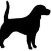 Bild: Hundefriseur Hundestudio Bremen