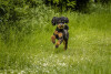 Bild: Hundefriseur-Niederrhein