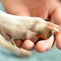 Hundephysiotherapie Tierpraxis Kerstin Gey