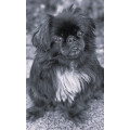 Hundesalon Bone Patrizia Boné