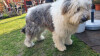 Bild: Hundesalon Chico Bello