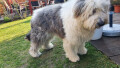 Bild: Hundesalon Chico Bello in Köln