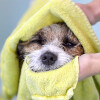 Bild: Hundesalon Dogs Style