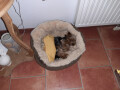 Bild: Hundesalon FellKinder in Dresden