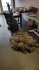 Bild: Hundesalon Fellwechsel Sandra Uhl