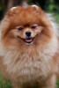 Bild: Hundesalon Pfotentreff