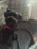 Bild: Hundesalon Picobello