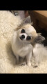 Bild: Hundesalon Tanaka Beauty & Spa in München