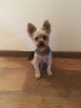 Bild: Hundesalon Wuschel & Co. Hundepflegestudio