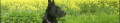Logo Hundeschule Buddy