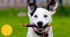 Bild: Hundeschule Rita Kampmann