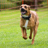 Bild: Hundeschule und Ausführdienst Bellosbest Sabine Hulsebosch