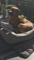 Bild: Hundetrainer Thanos Zois in Mönchengladbach