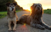 Bild: Hundetraining-Dortmund