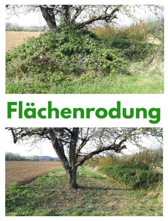 Flächenrodung