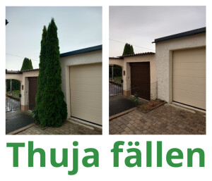 Thuja Fällen