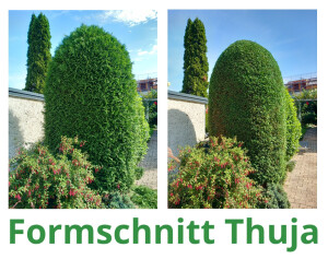 FormschnittThuja