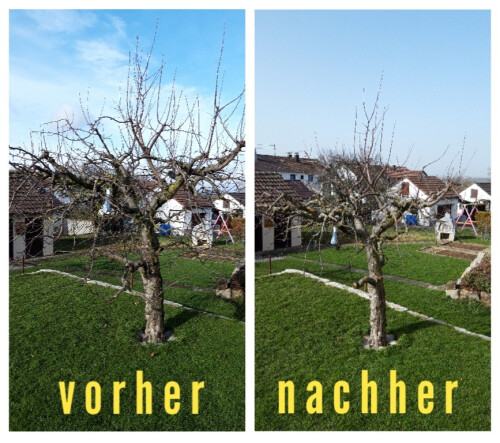 Baumschnitt