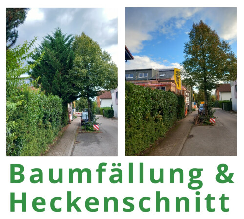 HVD_Hecke_Baum.jpg