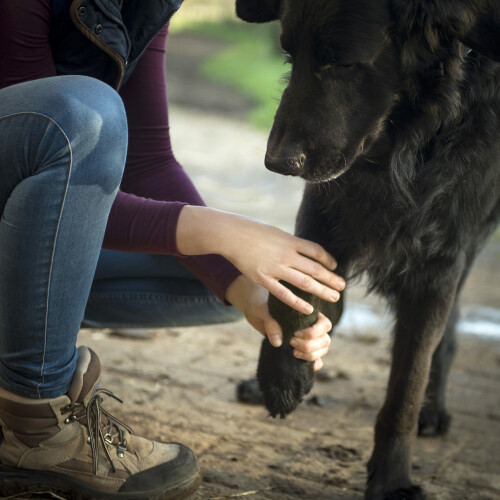 IB fit mobile Tierphysiotherapie