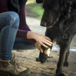IB fit mobile Tierphysiotherapie